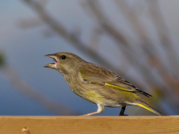 Carrellata di Verdoni - Carduelis chloris